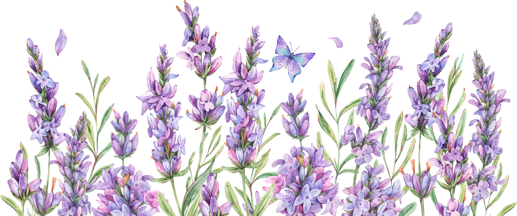 Watercolor lavender summer flowers