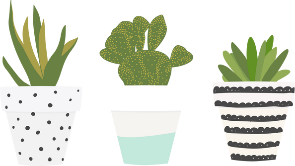 decorative house plants